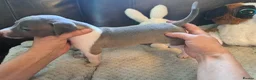 Italian Greyhound dogs for sale: KC registered Italian greyhound puppies 1 boy left - Advert 17