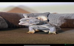 French Bulldog dogs for sale: Premium French Bulldog Puppies  - Advert 10