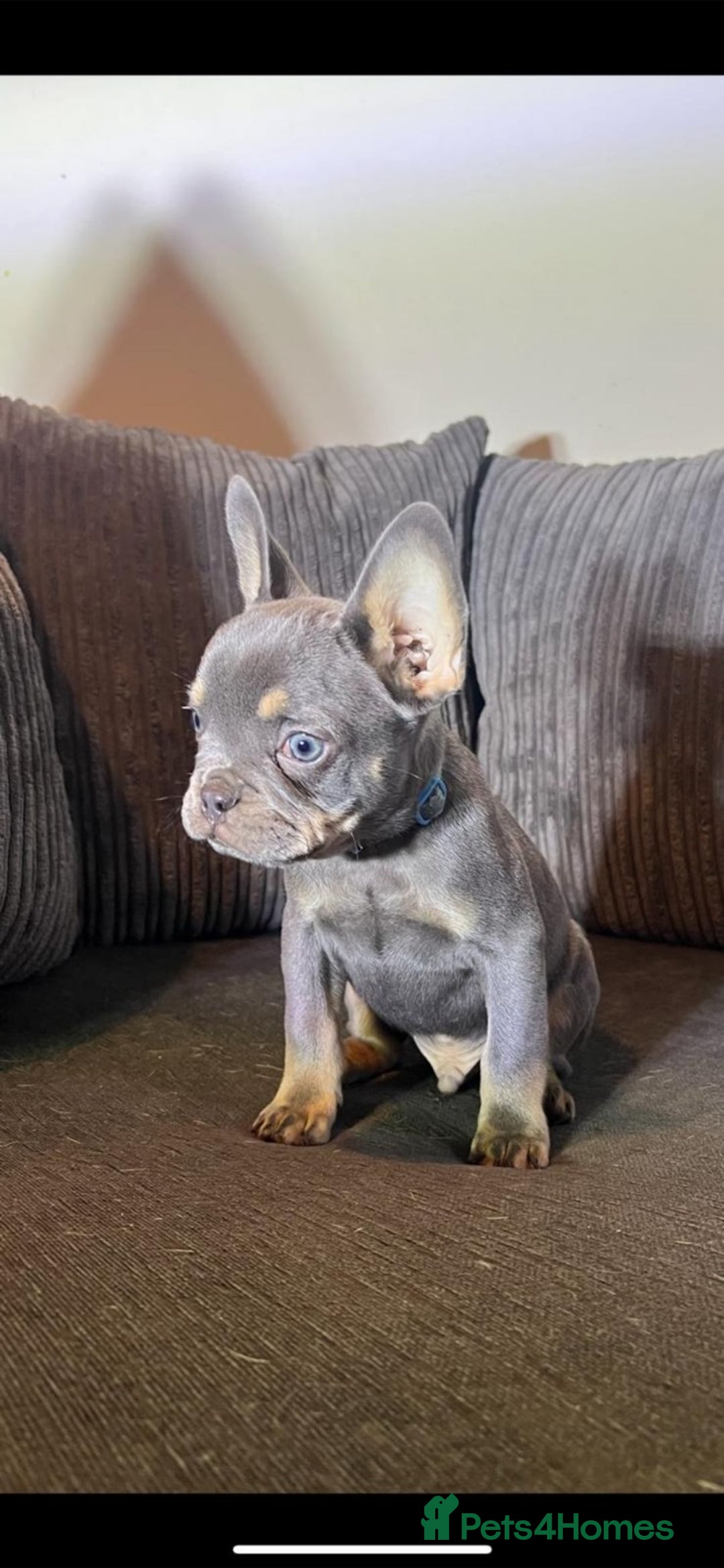 French Bulldog dogs for sale: Premium French Bulldog Puppies  - Advert 10