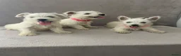West Highland Terrier dogs for sale: Beautiful west highland terrier puppy’s  - Advert 10