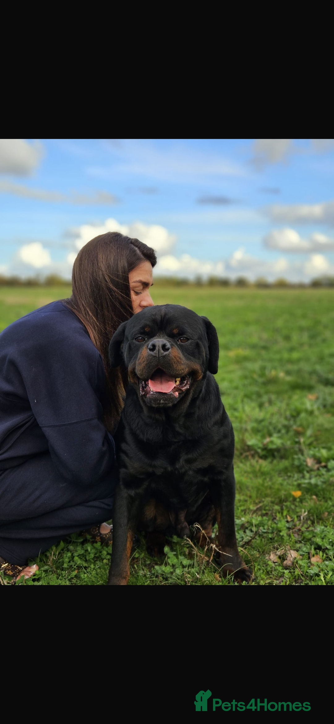 Rottweiler dogs for stud: KC registered STUD ONLY - Advert 10