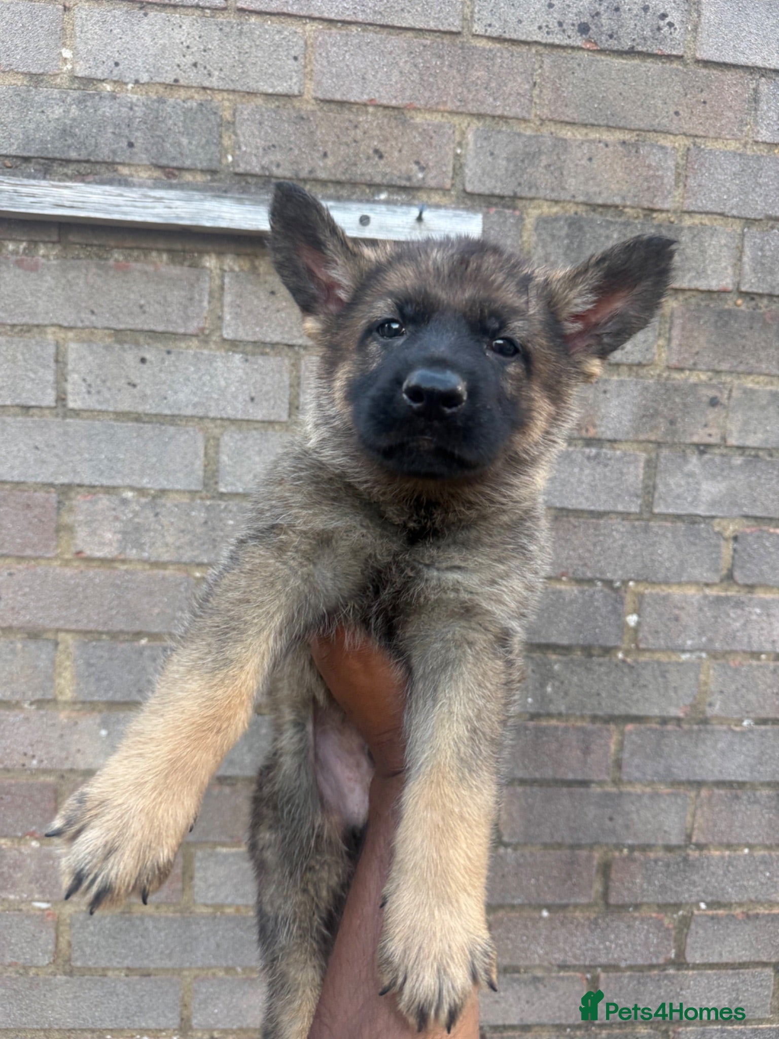 German Shepherd dogs German Shepherd puppies for sale!!! - Advert 2