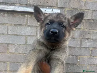 German Shepherd dogs German Shepherd puppies for sale!!! - Advert 2