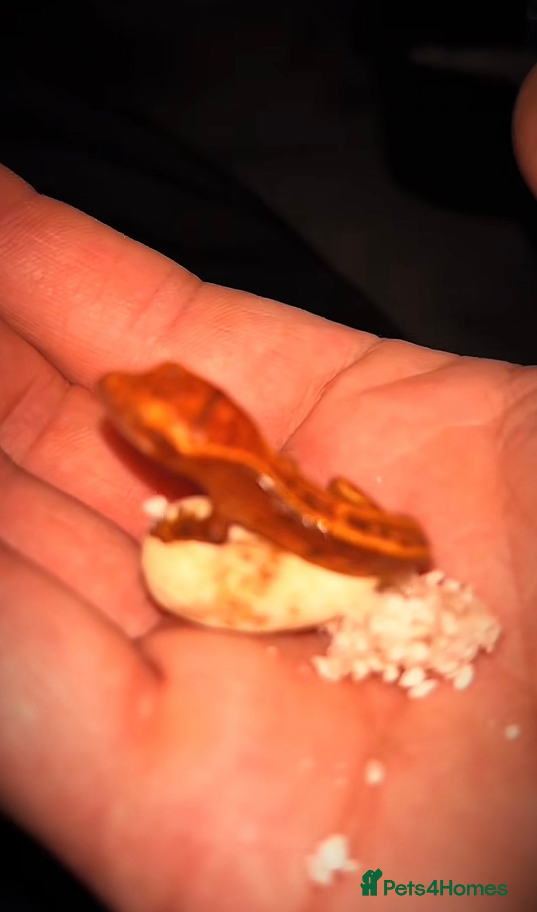 Gecko reptiles for sale: Proven breeding group of crested geckos  - Advert 6