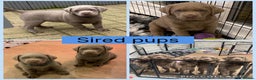 Labrador Retriever dogs for stud: KC reg champagne Labrador stud (silver carrier)  - Advert 7
