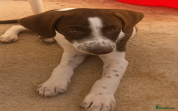 Mixed Breed dogs for adoption: Julius needs a loving home  - Image 1
