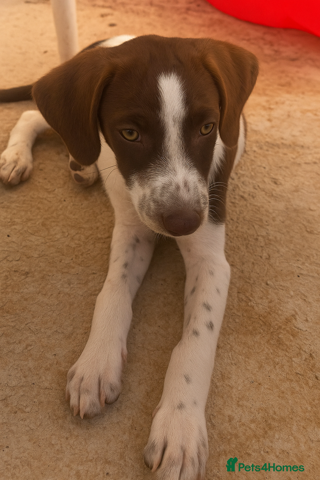 Mixed Breed dogs for adoption: Julius needs a loving home  - Image 1