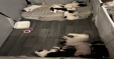 Border Collie dogs 10 beautiful chunky Border Collies - Advert 7