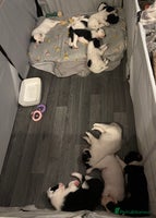 Border Collie dogs 10 beautiful chunky Border Collies - Advert 8