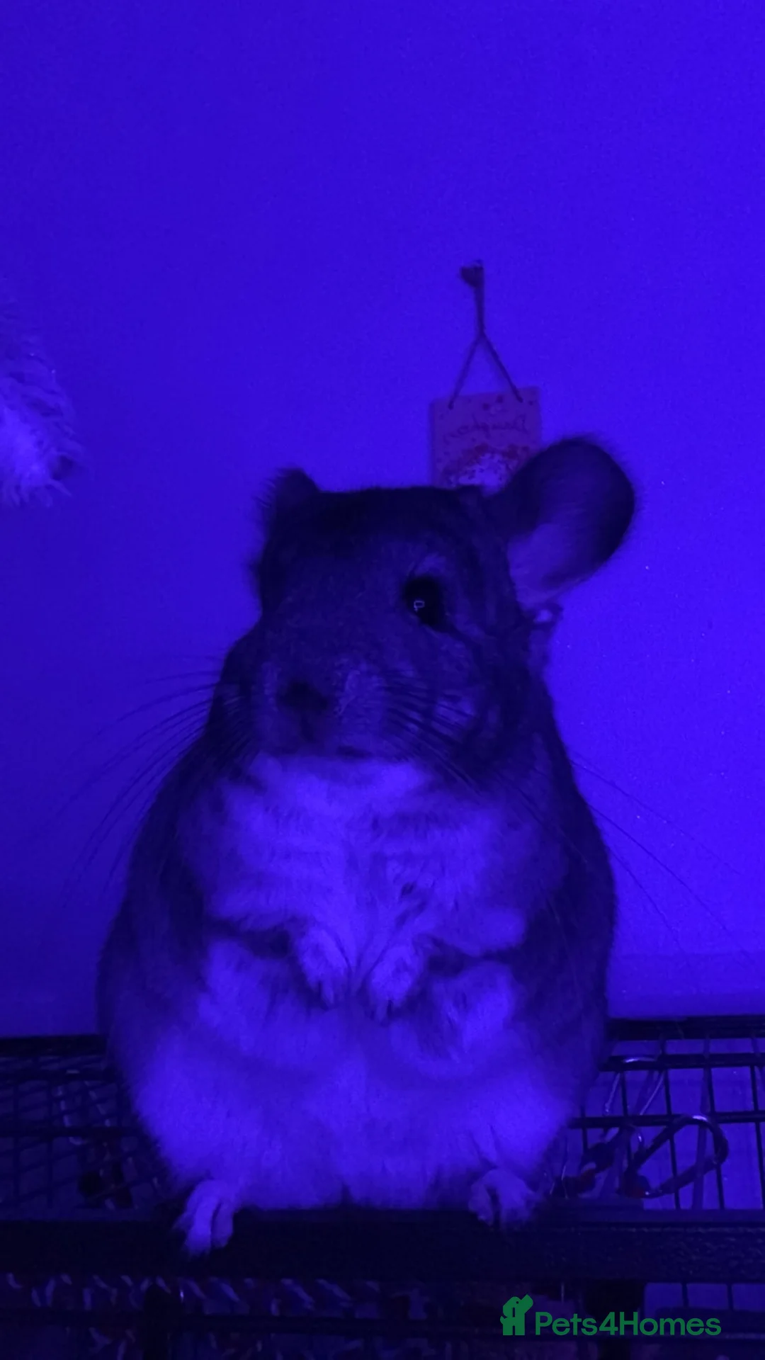 Chinchilla rodents for sale: Teddy - Advert 2