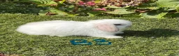 Mini Lop rabbits for sale: Pure bred mini lops . - Advert 6