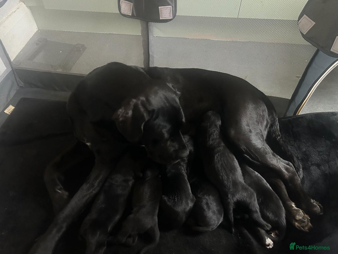Mixed Breed dogs for sale: Cane Corso x lurcher (saluki/greyhound) )  - Advert 1