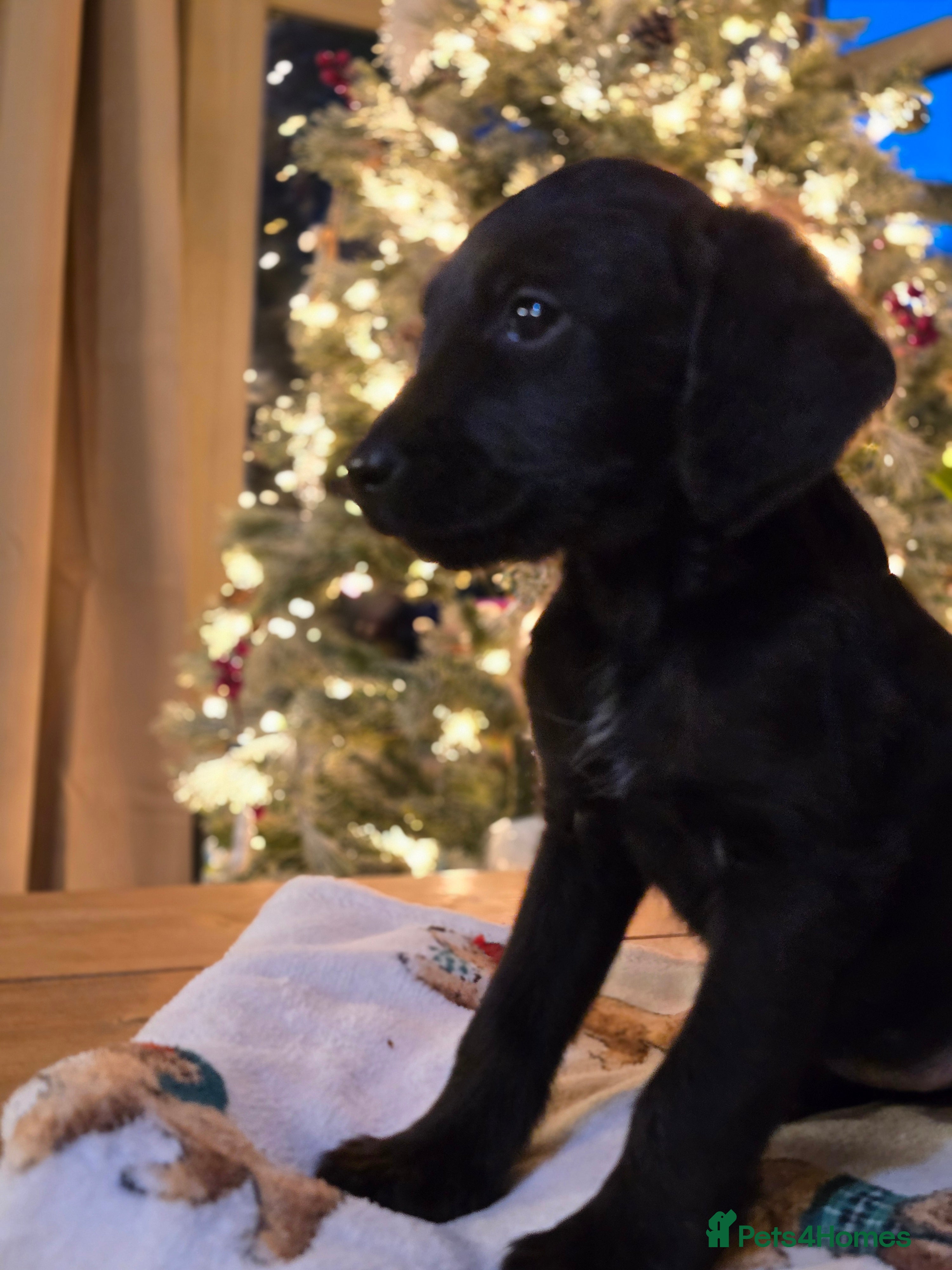Labradoodle dogs Last One! gorgeous Teddy-Labradoodles - Advert 9