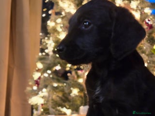 Labradoodle dogs Last One! gorgeous Teddy-Labradoodles - Advert 9