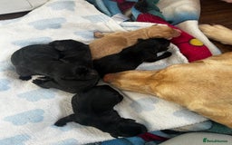 Labrador Retriever dogs for sale: Female Labrador puppies - Image 6