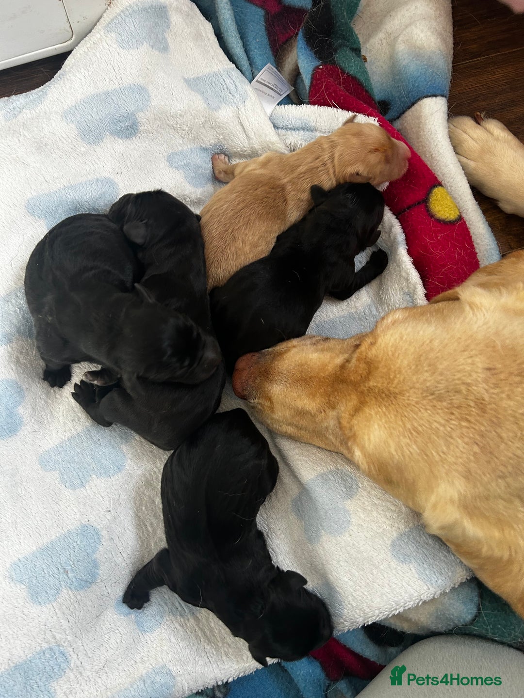 Labrador Retriever dogs for sale: Female Labrador puppies - Image 6