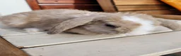 Mini Lop rabbits for sale: Gorgeous Purebred Mini Plush Lops - Advert 8