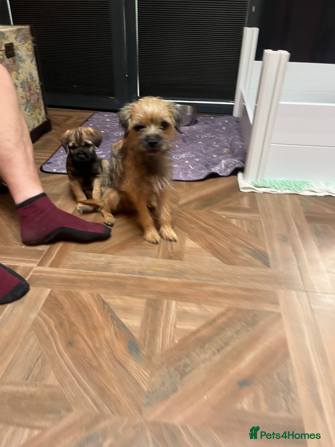 Border Terrier dogs for sale: KC Reg baby border 12 weeks FULLY Vaccinated - Image 8