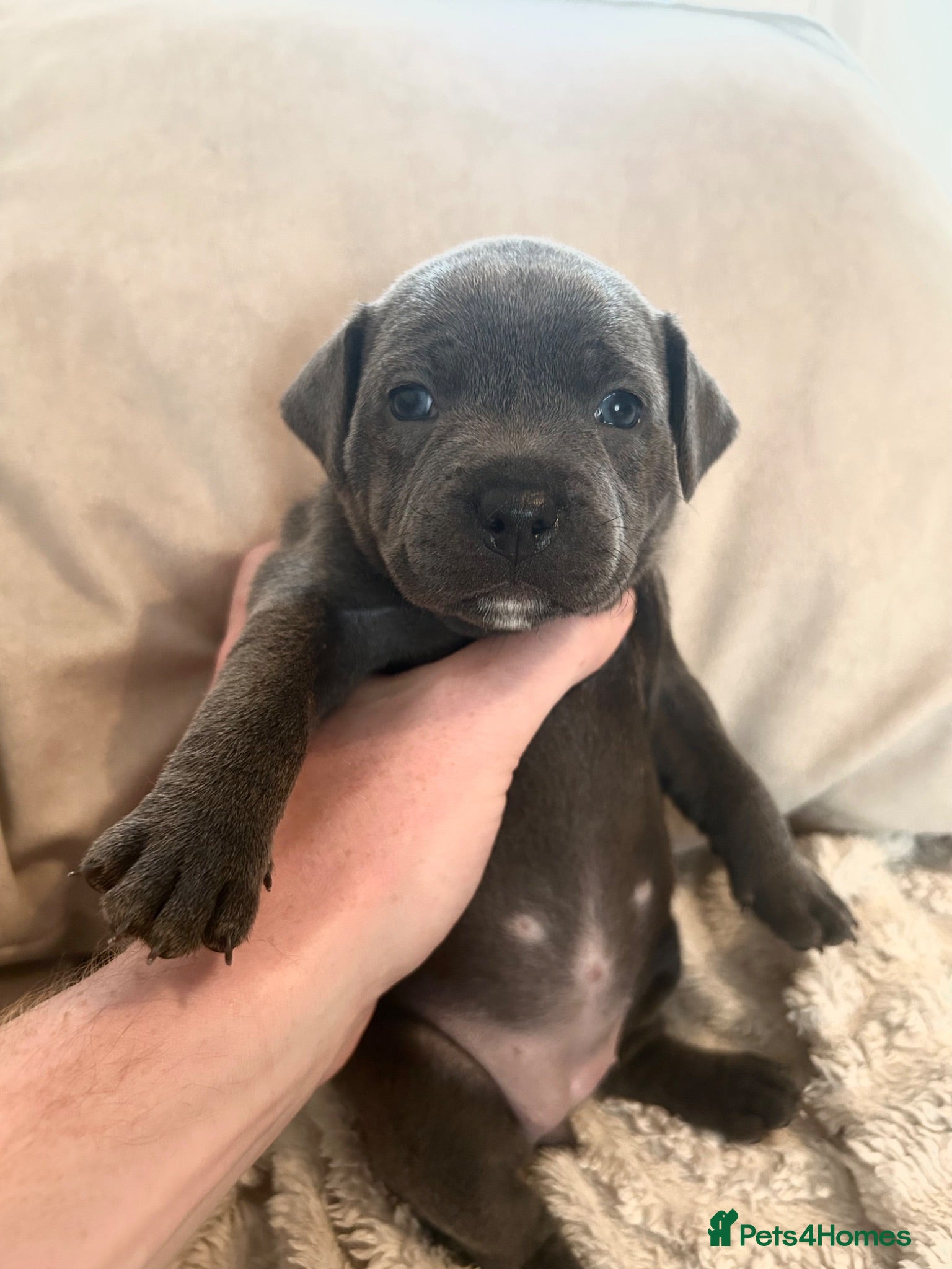 Staffordshire Bull Terrier dogs Champion Blue Staffordshire Bull Terrier Puppies - Advert 1