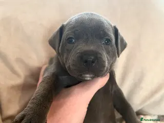 Staffordshire Bull Terrier dogs Champion Blue Staffordshire Bull Terrier Puppies - Advert 1
