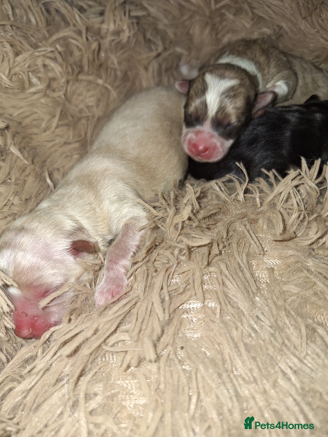 Pomeranian dogs for sale: Little cuties - Advert 21