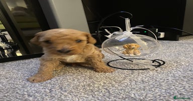 Poochon dogs - Advert 3