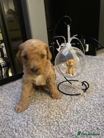 Poochon dogs - Advert 3