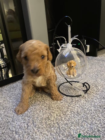 Poochon dogs - Advert 1