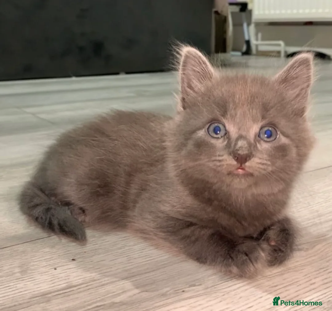 British Longhair cats for sale: Beautiful kitten - Advert 1