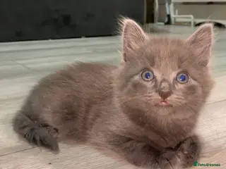 British Longhair cats Beautiful kitten - Advert 1