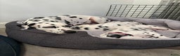 Dalmatian dogs for sale: Stunning mixed litter of Dalmatians  - Advert 13