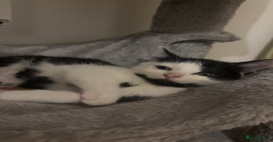 Maine Coon cats British Short Hair Cross Kittens❤️ - Advert 2