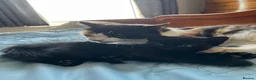 Mixed Breed cats for sale: Beautiful Kittens Seeking Loving Forever Homes  - Advert 31