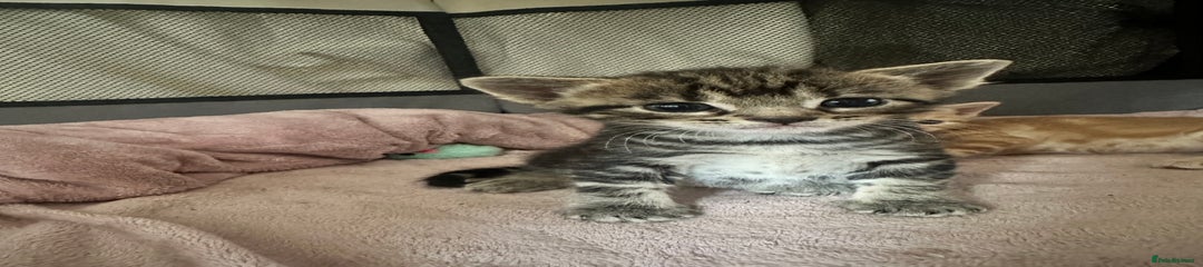 Bengal Kitten 4