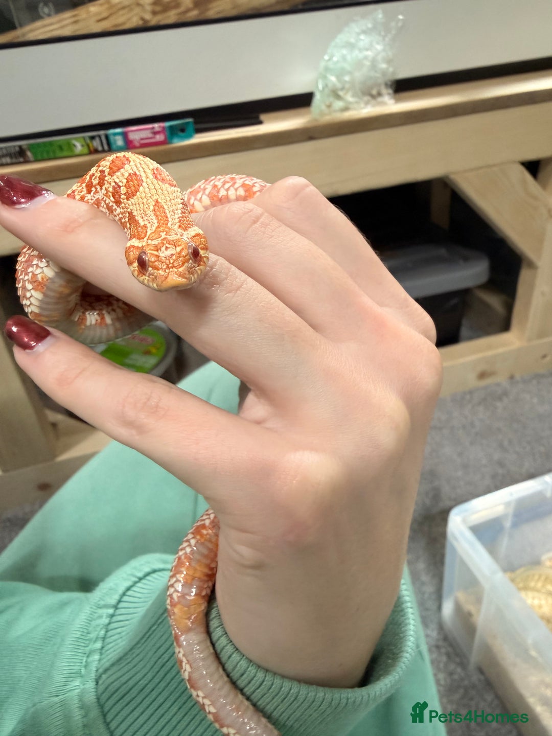 Snake reptiles for sale: CB24 Male Albino Western Hognose - Advert 1