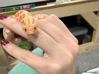 Snake reptiles for sale: CB24 Male Albino Western Hognose - Advert 1