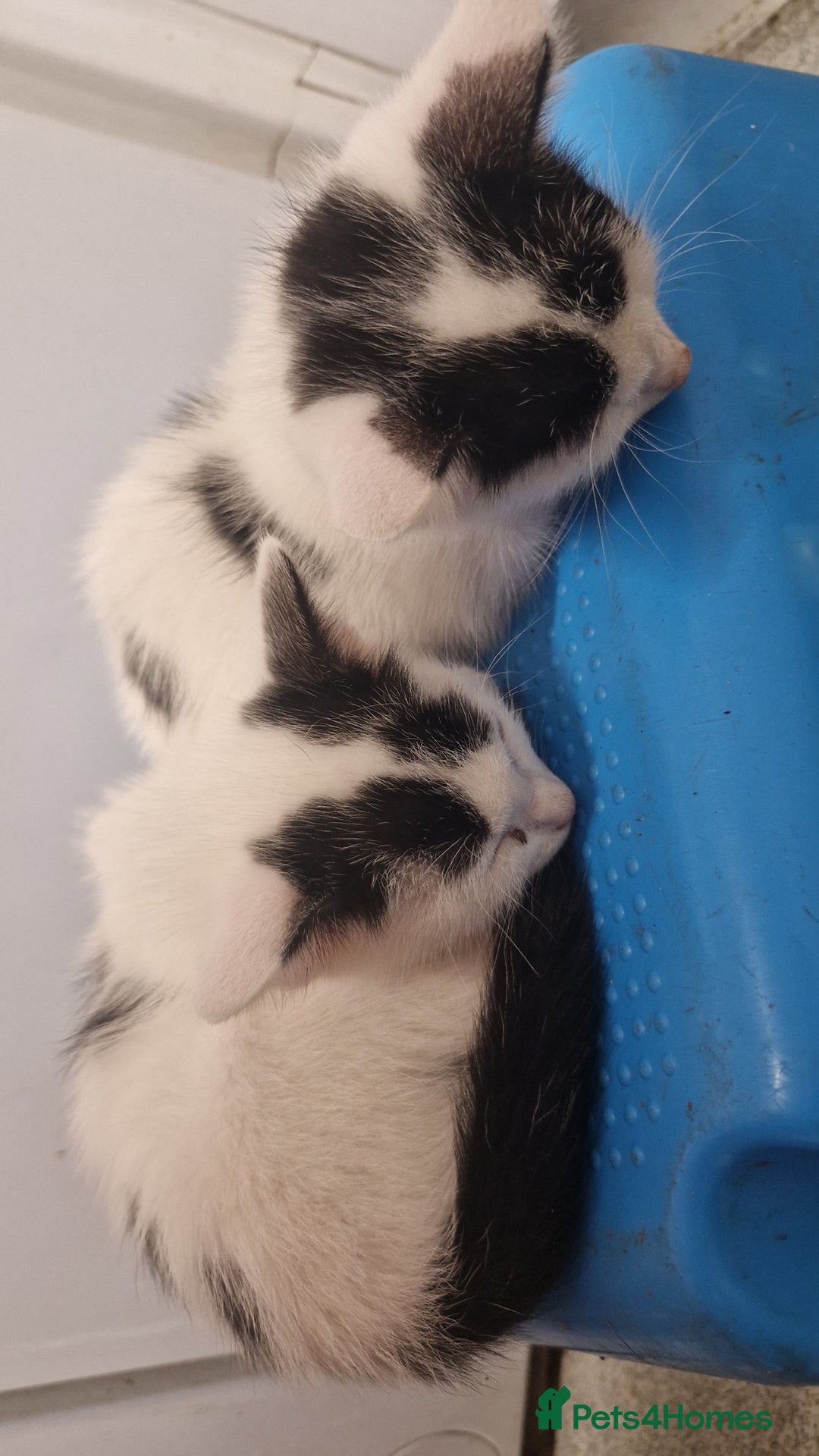 Mixed Breed cats for sale: Lovely mixed breed kittens  - Image 9