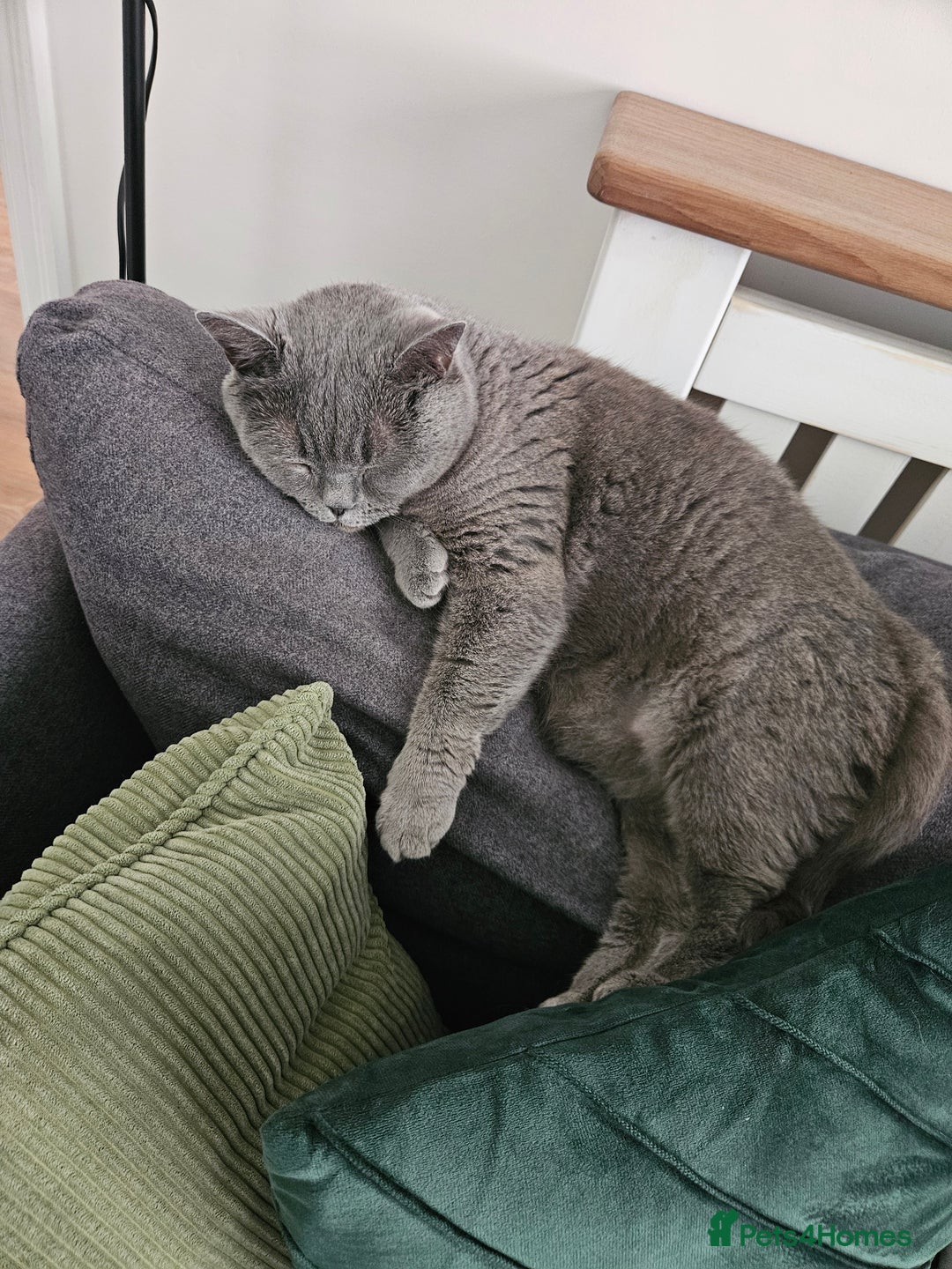 British Shorthair cats for sale: Beautiful British Blue needs a loving home - Advert 9