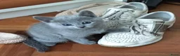 Russian Blue cats for sale: TICA registered Russian Blue kittens - Advert 9