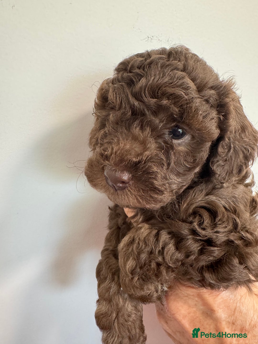 Cavapoo dogs for sale: Beautiful Toy F1b Cavapoo puppies  in Liskeard - Image 11