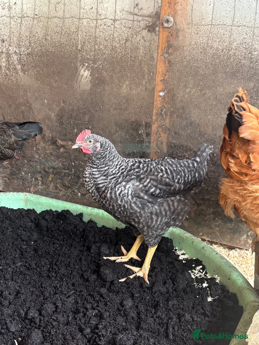 Chickens poultry for sale: Rooster ***FREE*** in Twickenham - Advert 2