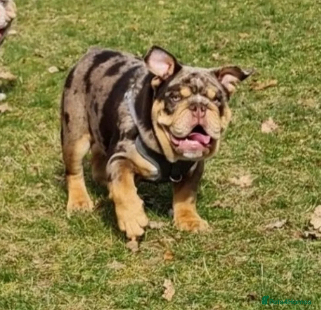 English Bulldog dogs for stud: *ROGUEROYALES Stud Valentino* Health Tested Clear in Wolverhampton - Advert 22