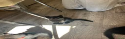 Mixed Breed cats for sale: Two beautiful black kittens  in Bracknell - Advert 7