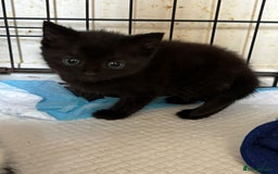Norwegian Forest Cat cats for sale: NORWEGIAN FOREST KITTENS  - Image 2
