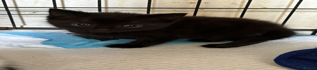 Norwegian Forest Cat Kitten 1