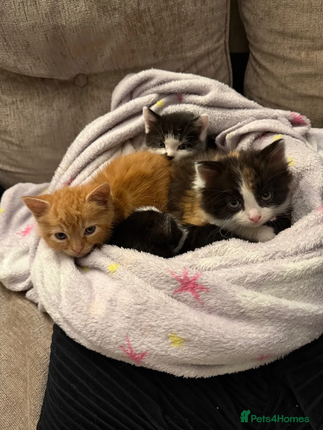 Mixed Breed cats for sale: Kittens looking for homes 🐱 - Advert 2