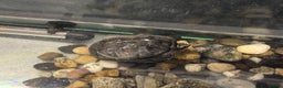 Terrapin reptiles for sale: Terrapins - Advert 2