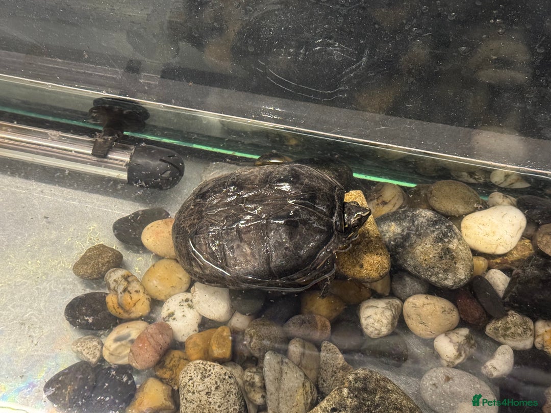 Terrapin reptiles for sale: Terrapins - Advert 2
