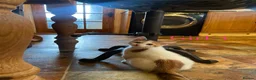 British Shorthair cats for sale: British Shorthair Kittens  - Advert 4