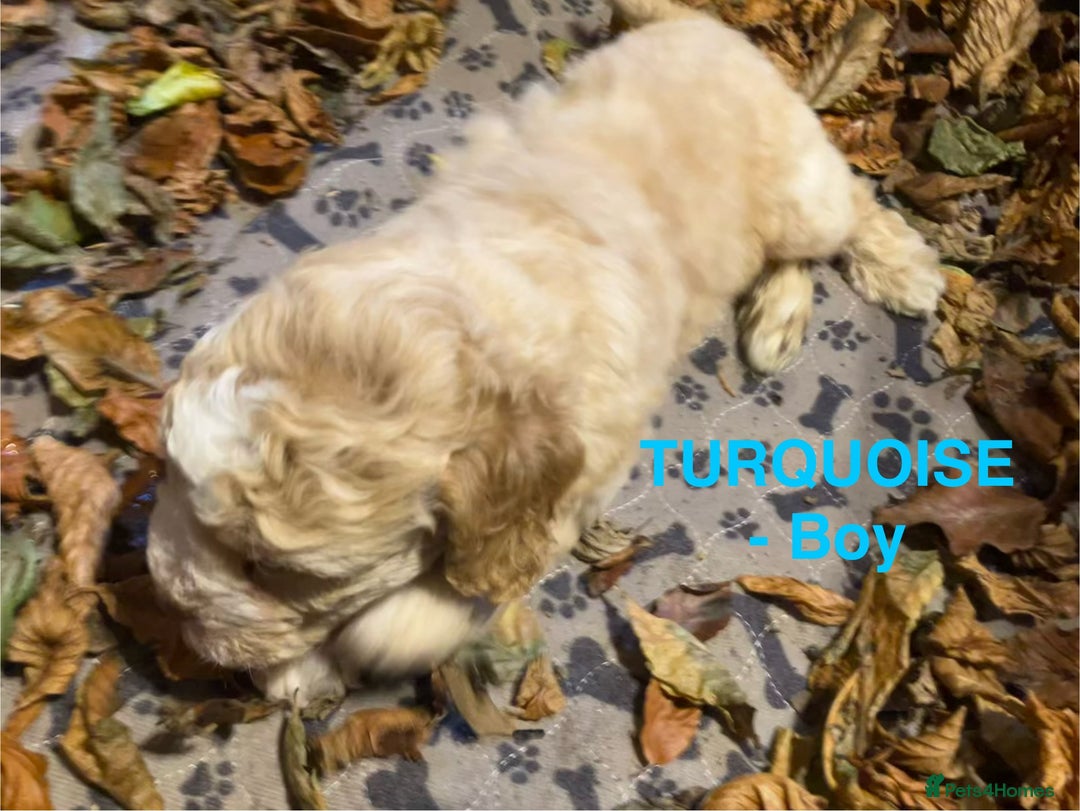 Lagotto Romagnolo dogs for sale: Stunning Litter of Pedigree Lagotto Romagnolo Pups - Image 7